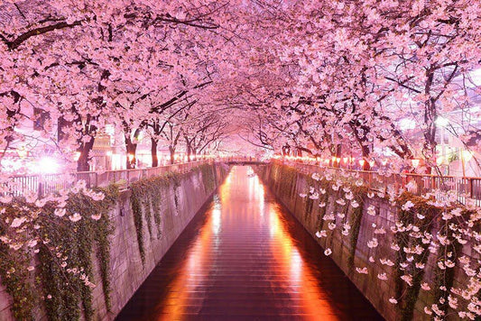 Paisaje primaveral con cerezos en flor junto a un canal de agua, inspiración de los puzzles 3D Robotime Sakura y regalo floral único para mujer.