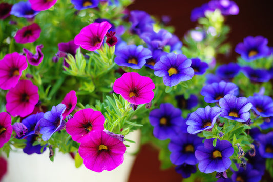 Flores de primavera que evocan creatividad y calma, inspiración para los puzzles 3D de madera Robotime y los bloques de construcción florales